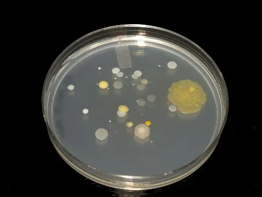 [C09401] Strep A mAb